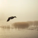 Photorealistic mallard duck in flight over misty wetland at dawn, water ripples below, golden sunlight filtering through fog, cinematic hunting game perspective, no UI elements visible